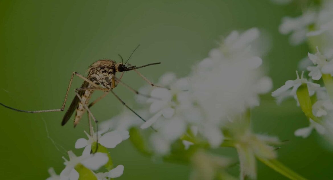 Mosquitoes in Boca Raton